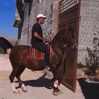 مادیان پایه کرد|اسب و تجهیزات اسبسواری|ورامین, ورامین|دیوار