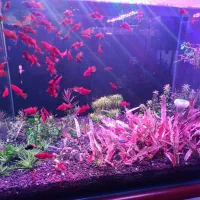 گیاه کریپتون فلامینگو پلنت