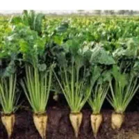 سرکارگر هستم به دنبال کارگر زن برای بژار