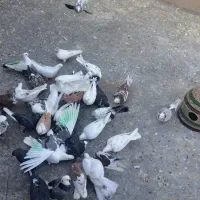 کبوتریکجا