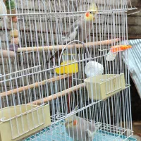 واگذاری عروس هلندی|پرنده|سیاهکل, |دیوار