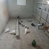 کبوتر کفتر فروشی