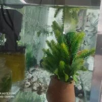 آکواریوم|ماهی|قم, شاد قلی|دیوار