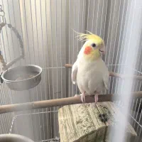 عروس هلندی لوتینو|پرنده|بجنورد, |دیوار