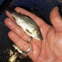 بَچِه مآهی آمور و کپور سفید رسید درشت