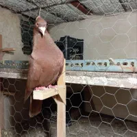 جفت نروماده سرخ درجه یک