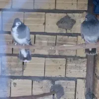 انگشتر فروشی