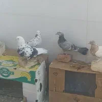 کبوتر توافقی