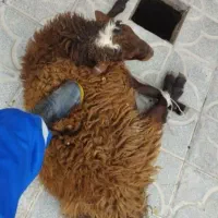 گوسفندصحرا بوده قیمت پایین تر از همه جا بره‌کوهی|حیوانات مزرعه|قم, خاکفرج|دیوار