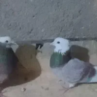 یک جفت کفتر خوشگل وپاشی نروماده