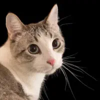 پیدا شده گربه