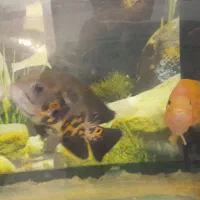 آکواریوم باتمام وسایل وماهی گوشت خوار|ماهی|قزوین, |دیوار