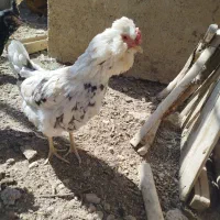 مرغ