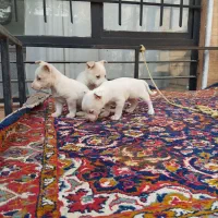 سگ پاکوتاه|سگ|نیشابور, حقیه|دیوار