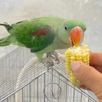 شاه طوطی دستی و آرام و جوان زیبا|پرنده|شیراز, ارم|دیوار