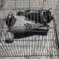 کفتر غریب گیر