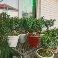 پخش عمده وتک فروشی گل های اپارتمانی به سراسر کشور|گل و گیاه طبیعی|پاکدشت, پاکدشت (مامازند)|دیوار