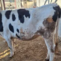 تلیسه از یک ماه ابستن تا ۶ ماه|حیوانات مزرعه|شیروان (خراسان), |دیوار