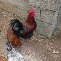 فروش مرغ و خروس
