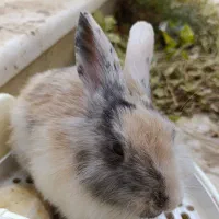 خرگوش نژاد لوپ|موش و خرگوش|قم, باجک سه|دیوار