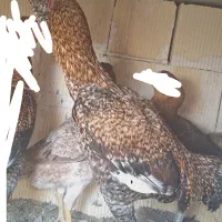 خروس لاری|حیوانات مزرعه|بیلوار, |دیوار