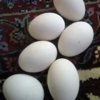 تخم مرغ میناتوری