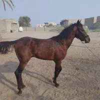 کره نریان کورسی