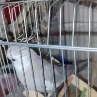 باسلام خدمت دوستان عزیز|پرنده|میناب, |دیوار