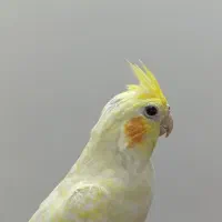 عروس هلندی لوتینو|پرنده|جهرم, |دیوار