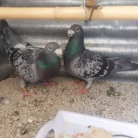 ی جفت نر پلاکی جنگی|پرنده|آبیک, |دیوار
