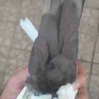 ماده دم قهوه ای قیمت ۷۰۰