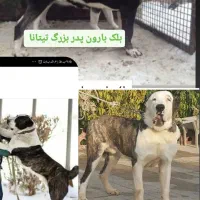 توله آلابای اصیل|سگ|آق قلا, |دیوار