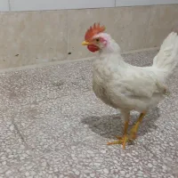 خروس
