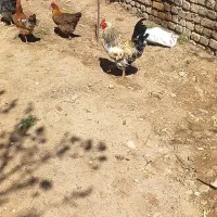 خروس هیکلی جوان