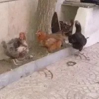 چهار عدد مرغ مشتی تخم گذار ویکی خروس