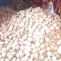 فروش گردوپوست کاغذی