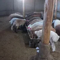 کیلویی 315000گوسفند سالم زنده چاق پلاک شده|حیوانات مزرعه|تهران, پاسداران|دیوار