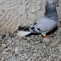 نر شامی دم سفید