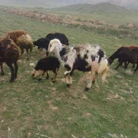 قوچ یکسال پلنگی اصل فروشی