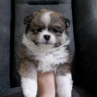 پامرخرسی|سگ|رشت, لاکان|دیوار