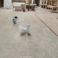 کفتر دمچتری|پرنده|ملایر, |دیوار