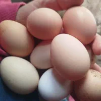 تخم مرغ نطفه دار