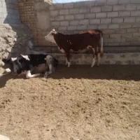 تلیسه.گوساله.ابستن|حیوانات مزرعه|زرین دشت (همدان), |دیوار
