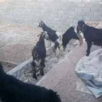 پنج راس کره