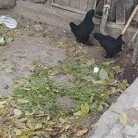 فریح مرده اصل