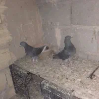 کبوتر|پرنده|رباط‌کریم, انجم آباد|دیوار