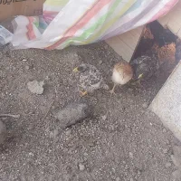 ۱۱عددجوجه۴۸ روزه