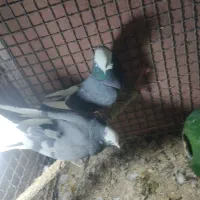 کفتر پرشی|پرنده|قره کهریز, |دیوار