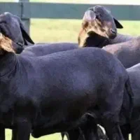 سیرابی نه گوشت