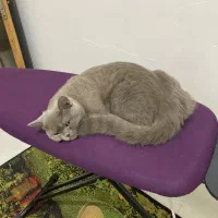 گربه بریتیش رنگ لیلاک|گربه|بندرعباس, |دیوار